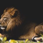 A male lion for La Aurora Zoo is lying down and looking to the left.